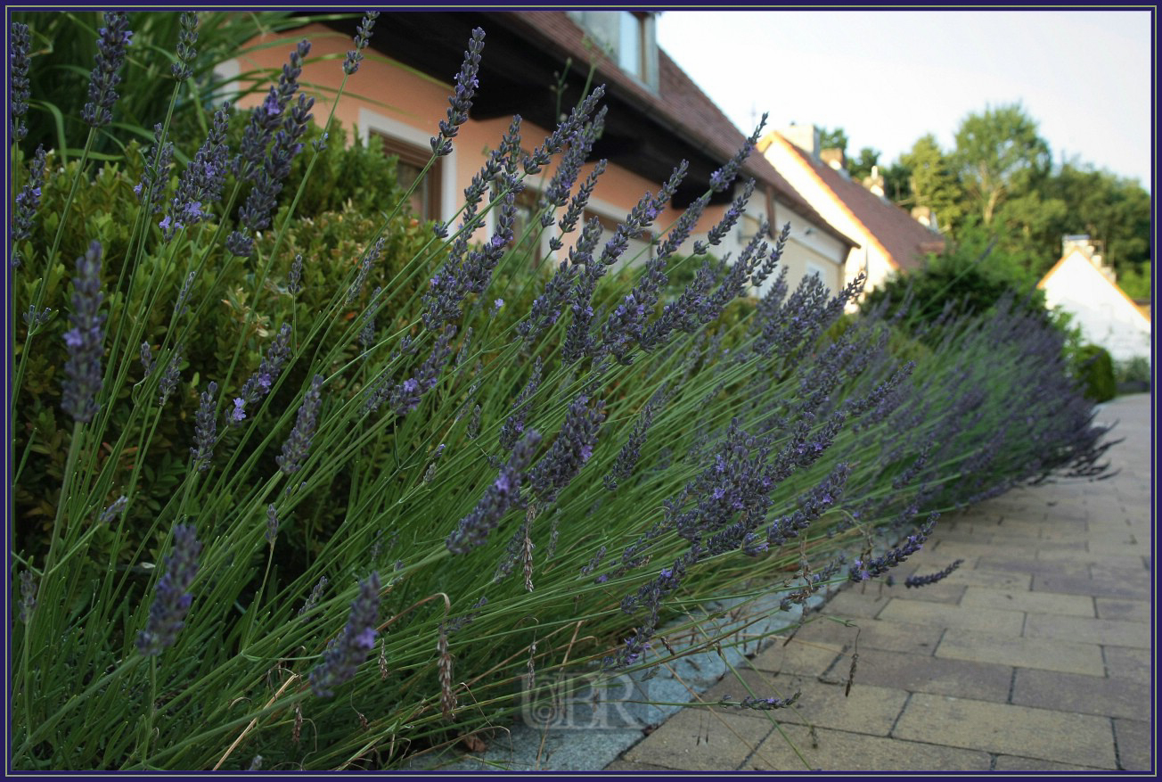 ra_lavendel_45a