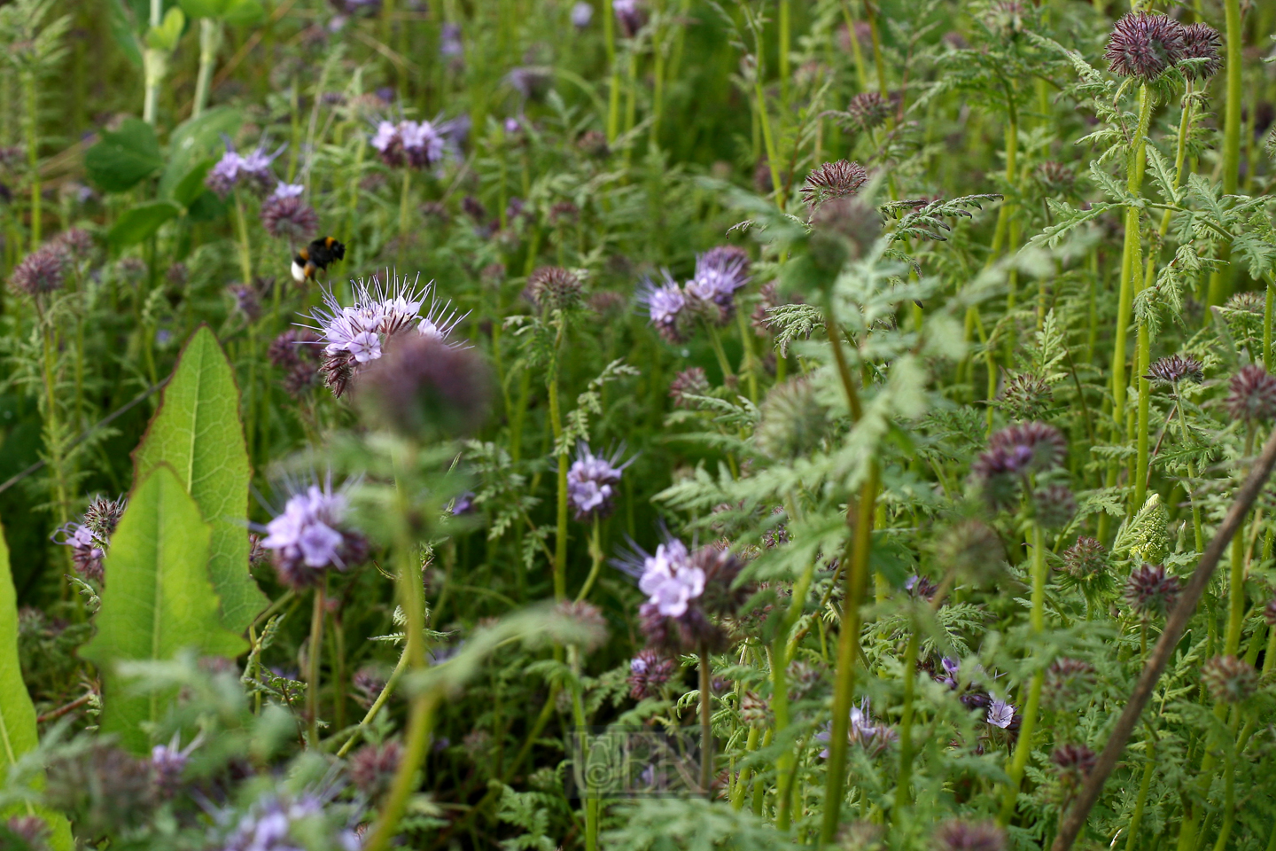 rainfarn_phazelie_wiese