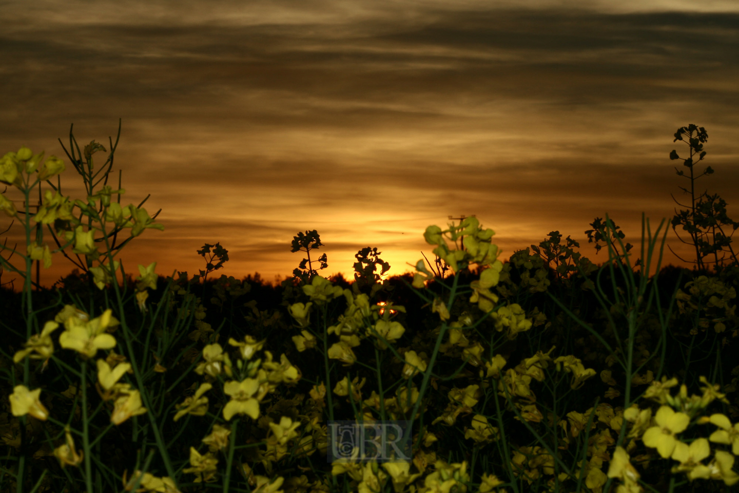 raps_blitz_sundown_20d