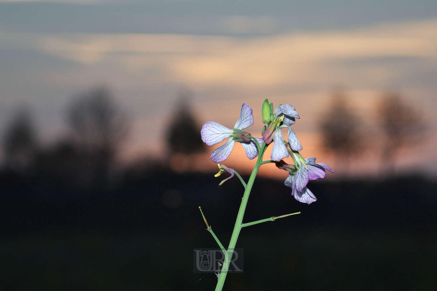 rettich_wild_raphanus_1