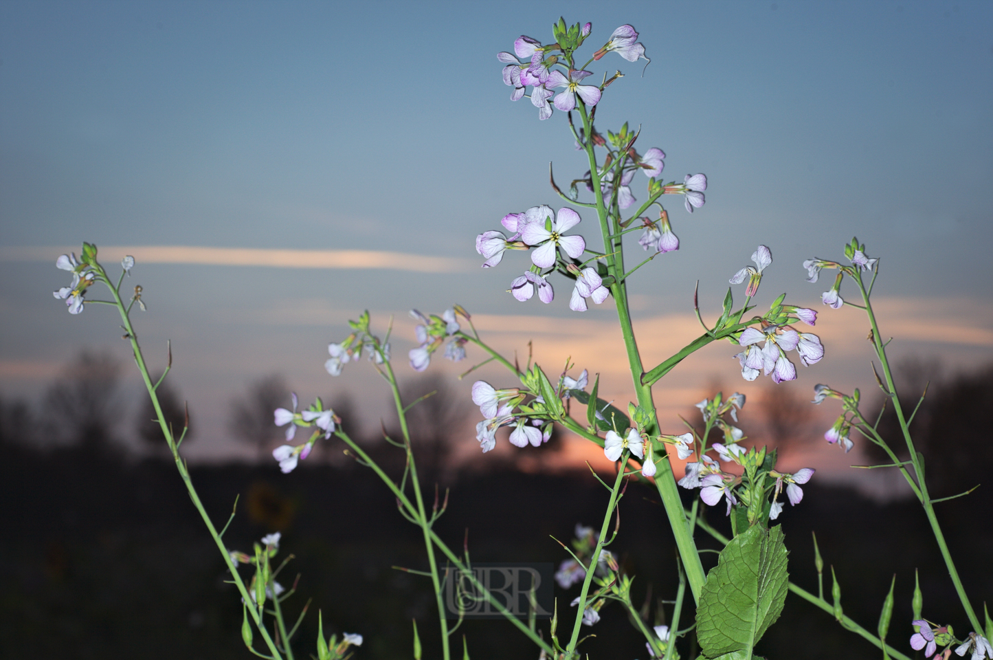 rettich_wild_raphanus_2