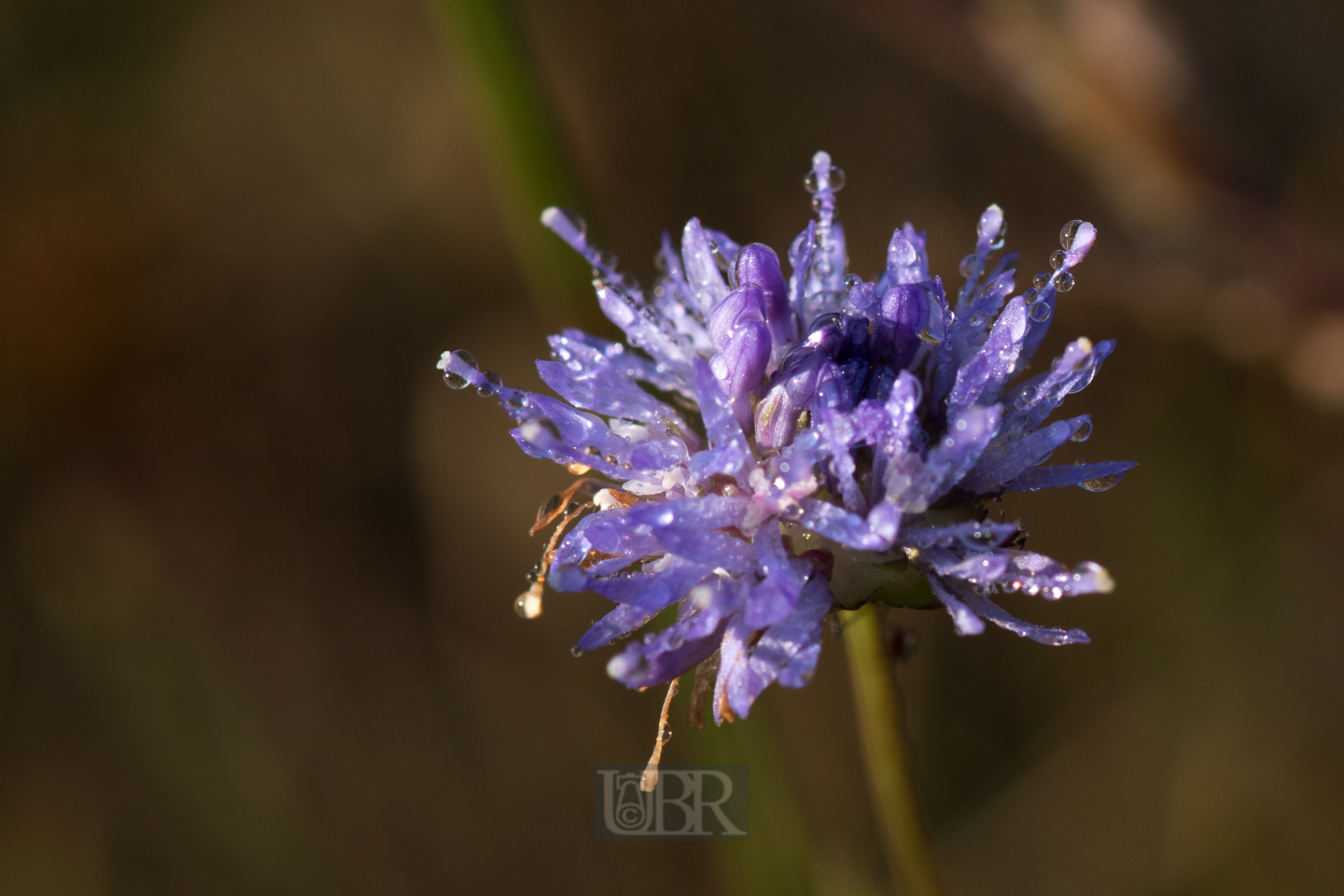sandgloeckchen_bowoe_heide