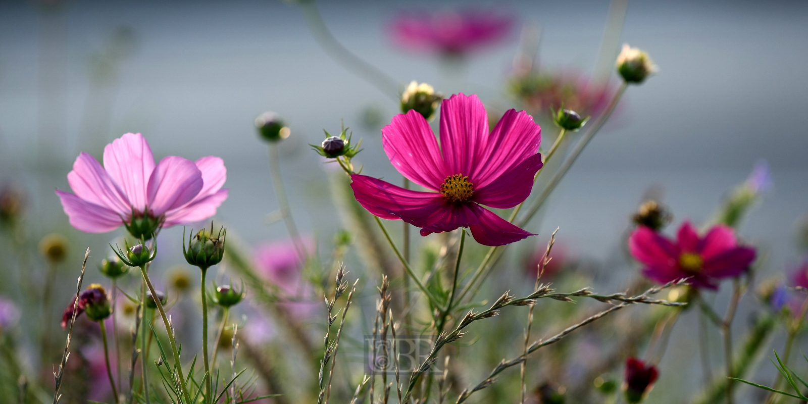schmuckkoerbchen_cosmea_1