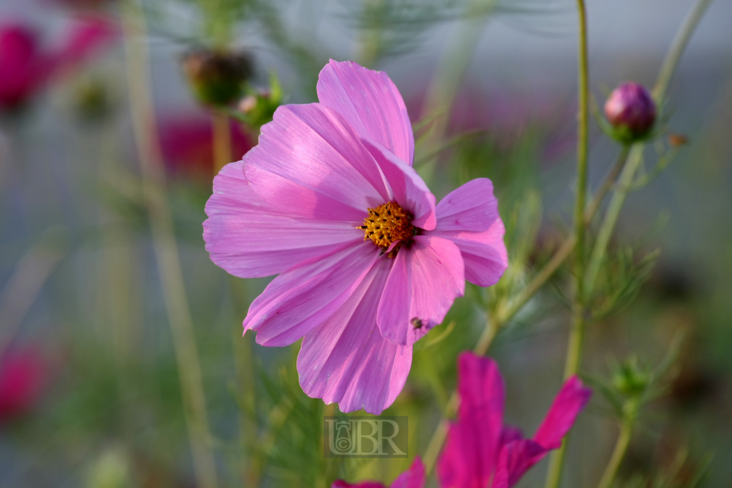 schmuckkoerbchen_cosmea_2