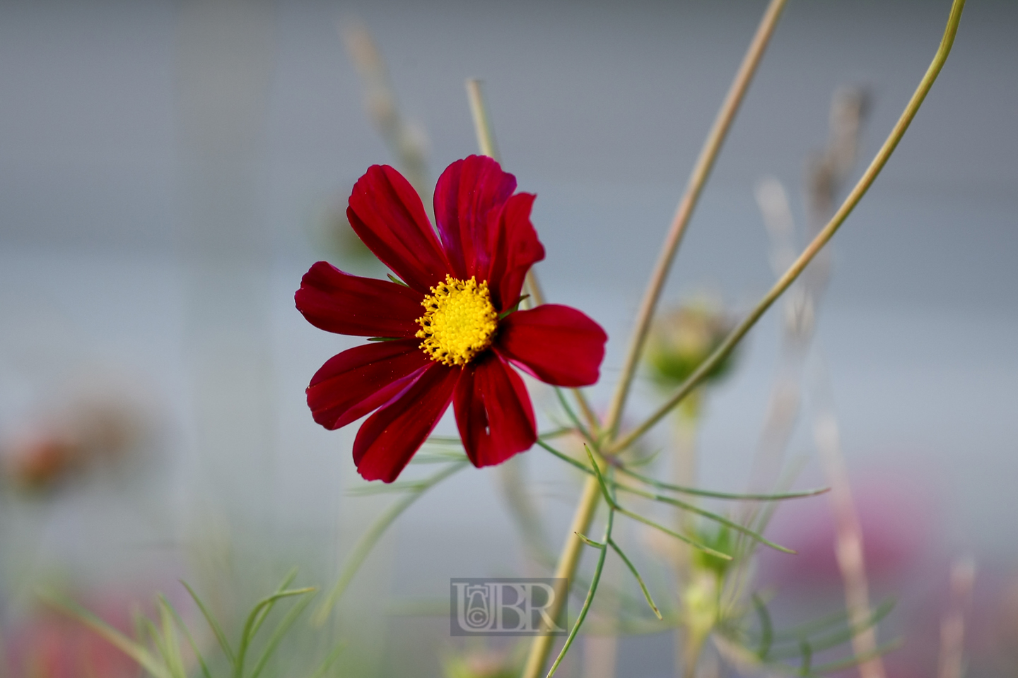 schmuckkoerbchen_cosmea_3