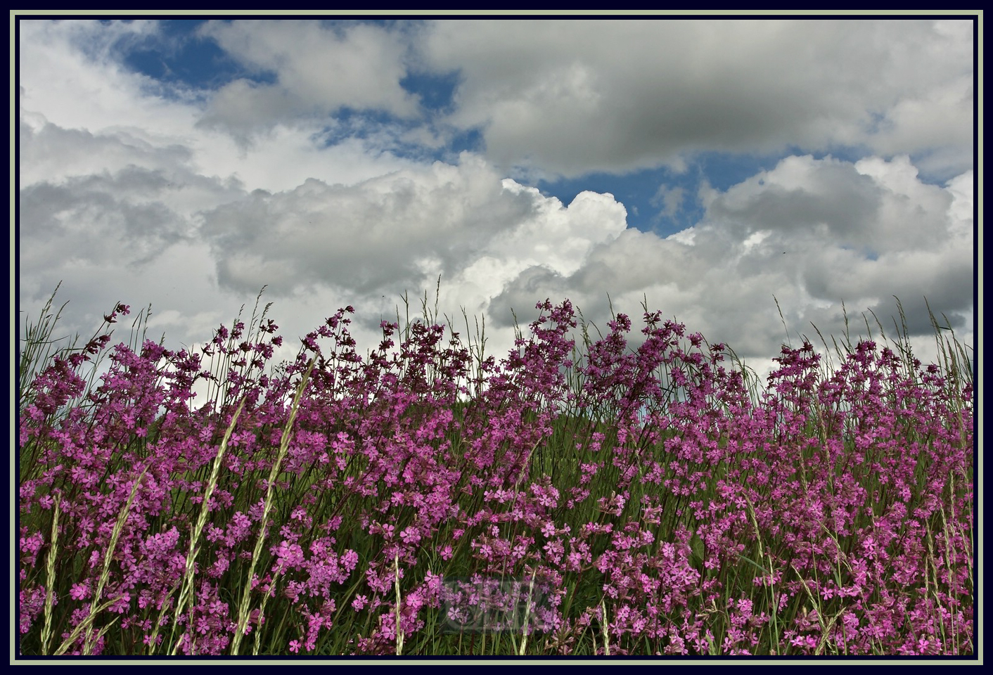 seifenkraut_unter_wolken