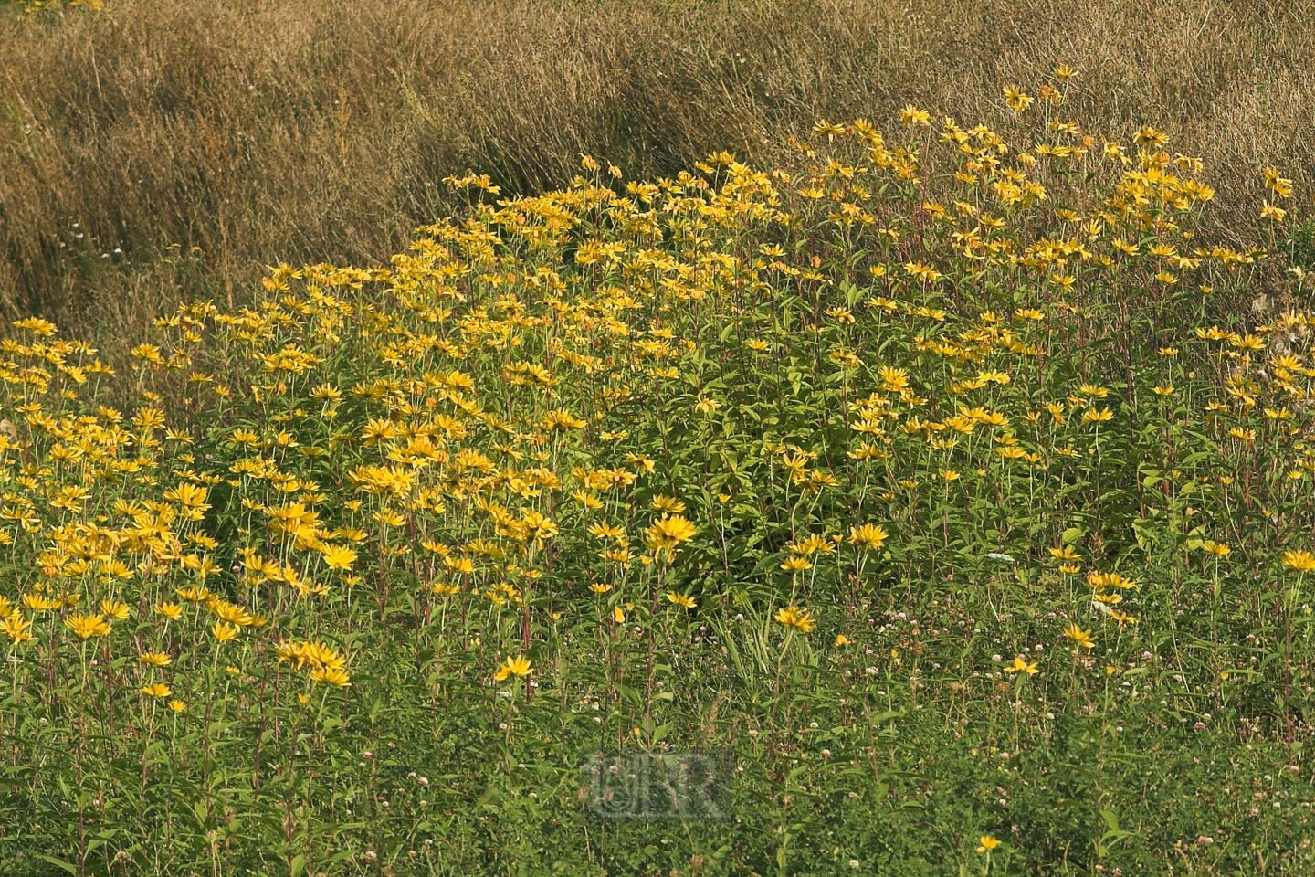 sonnenblumen_weidenblaettrig_1