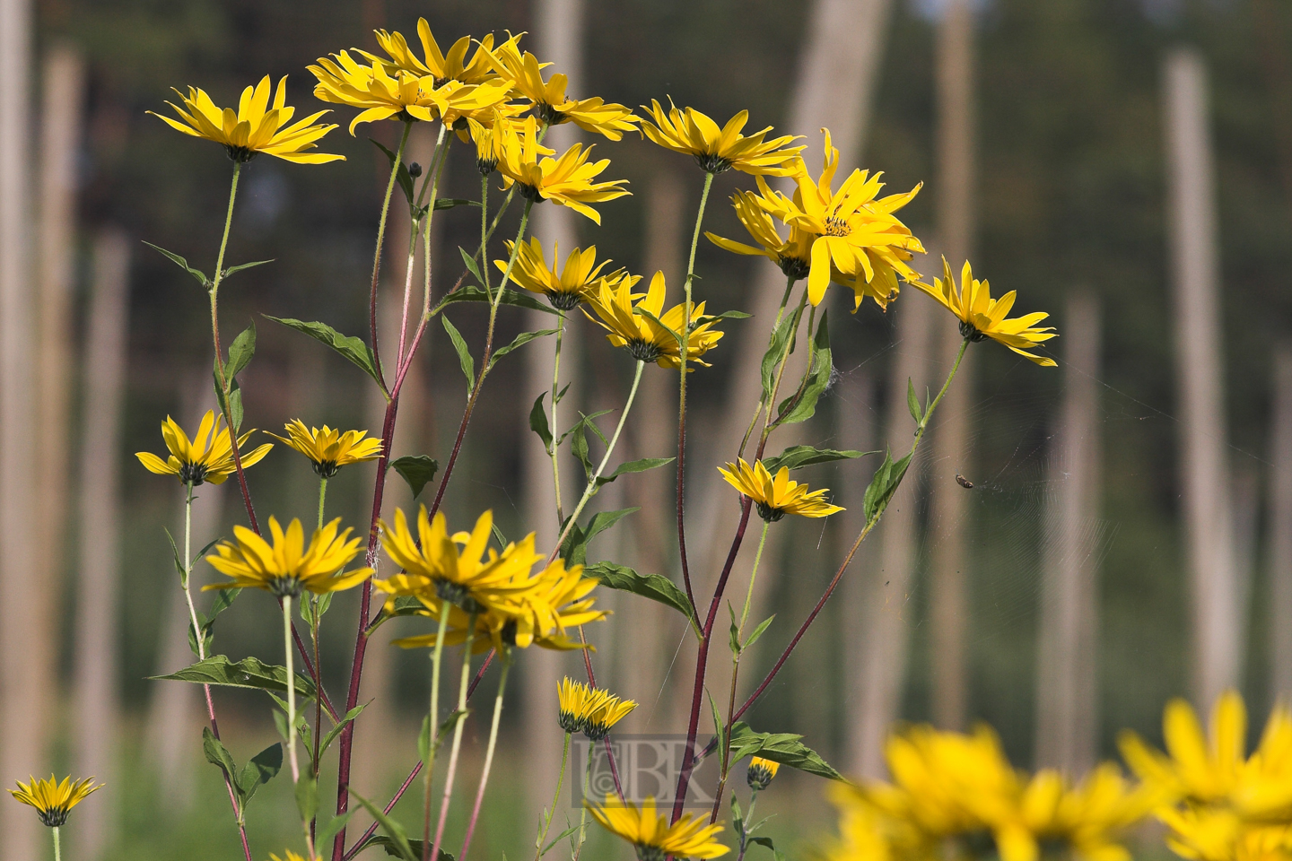 sonnenblumen_weidenblaettrig_2