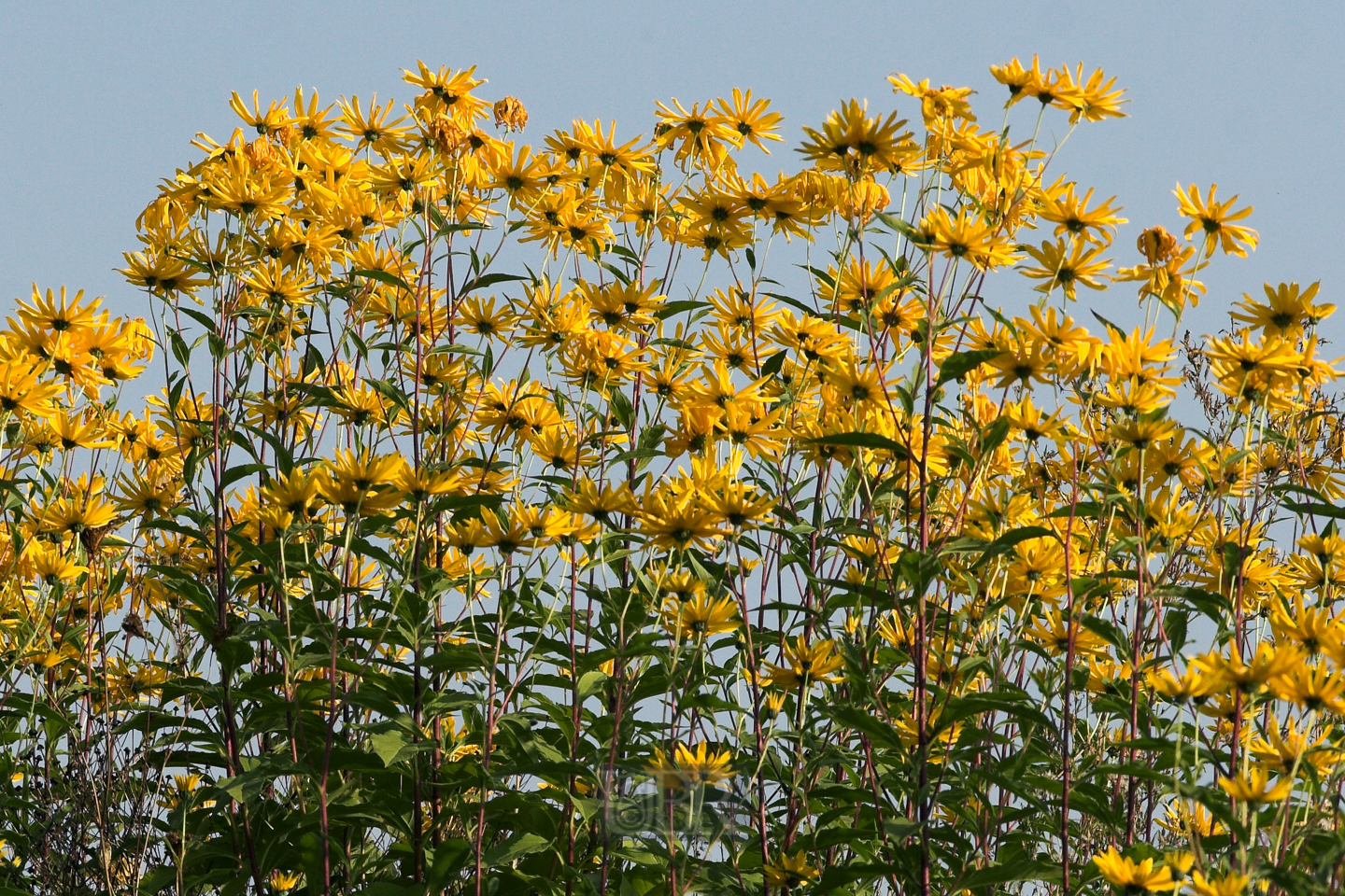 sonnenblumen_weidenblaettrig_3