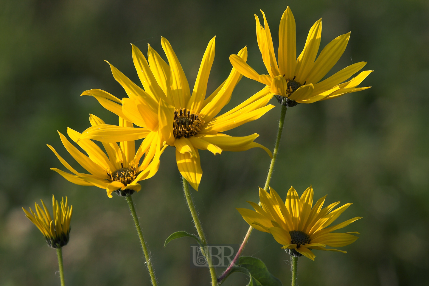 sonnenblumen_weidenblaettrig_4