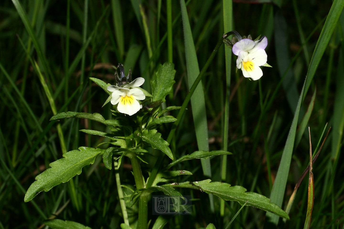 stiefmuetterchen_wild_xx