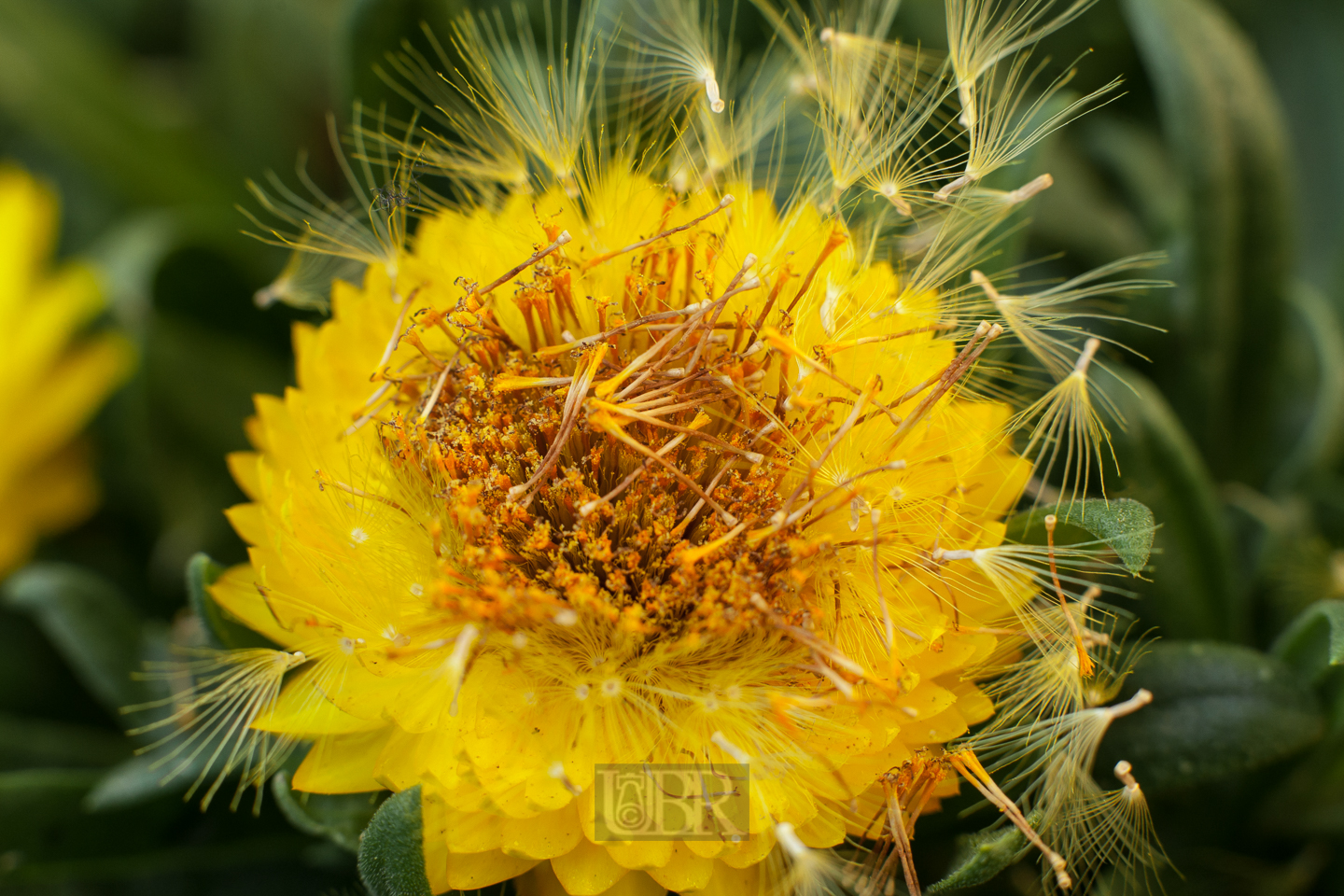 strohblumen_balkon_01