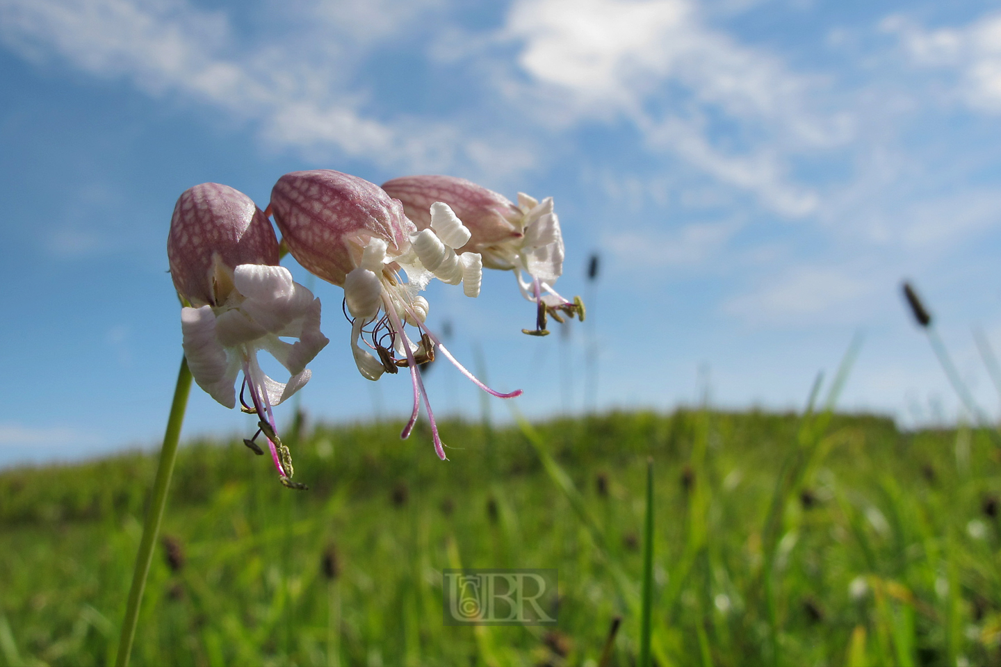 taubenkropf_leimkraut