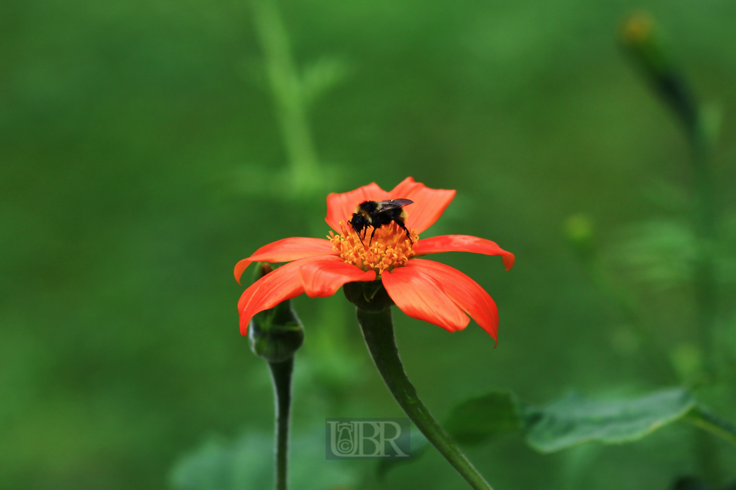 tithonie_rundblaettrig_1