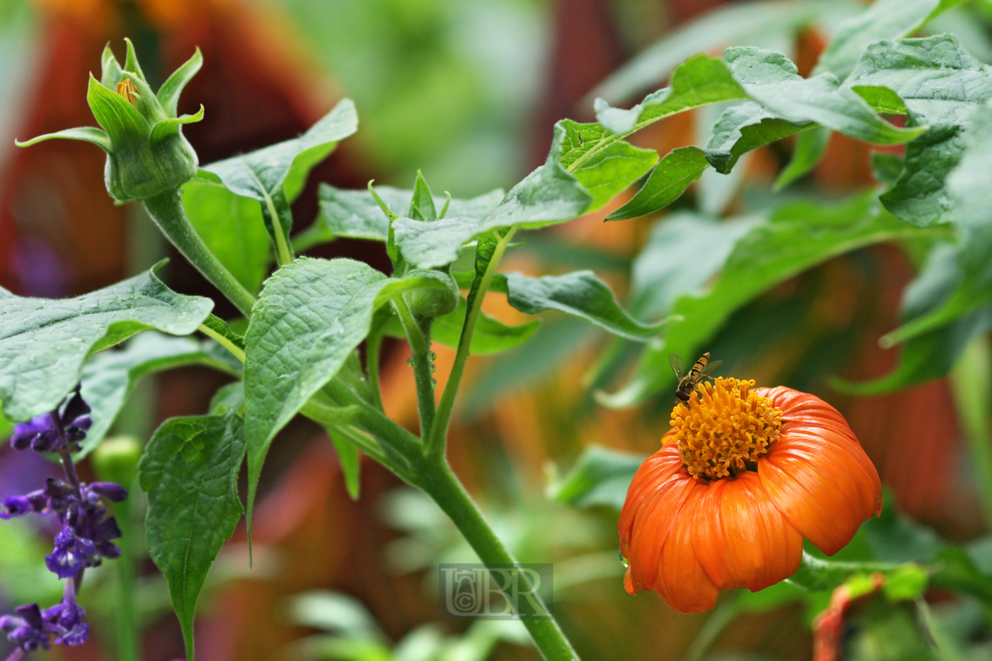 tithonie_rundblaettrig_2