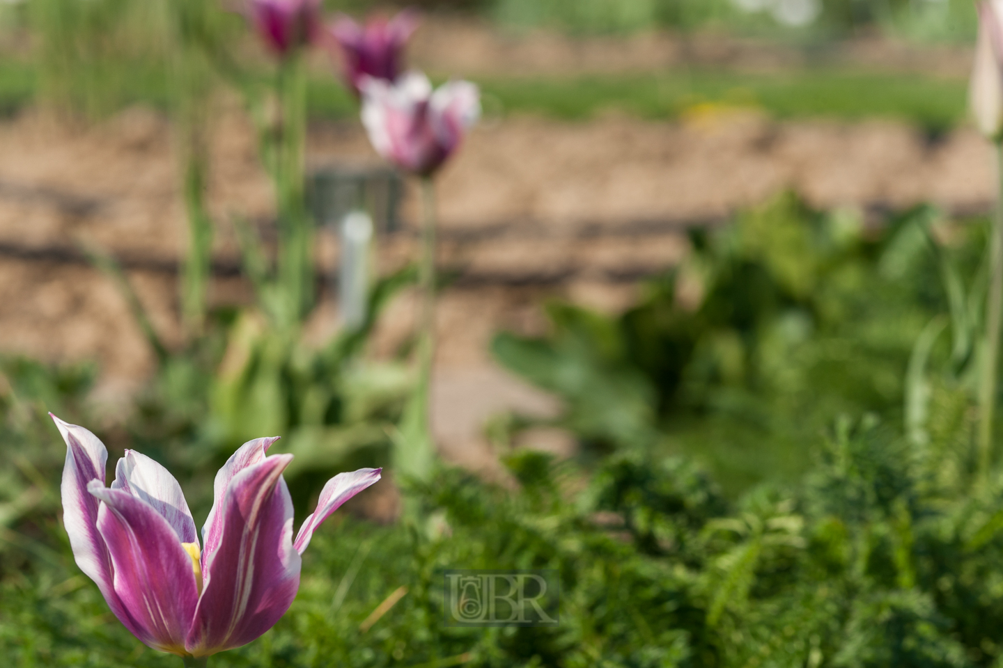 tulpen_001