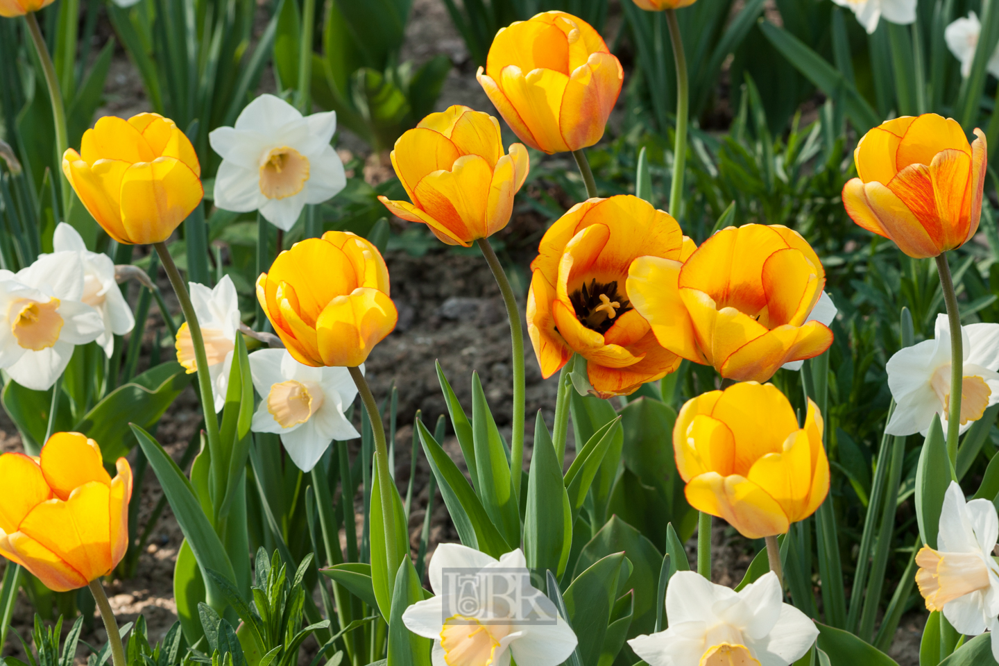 tulpen_003