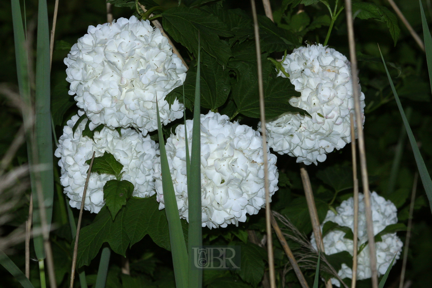 weisse_ballonblueten_xx