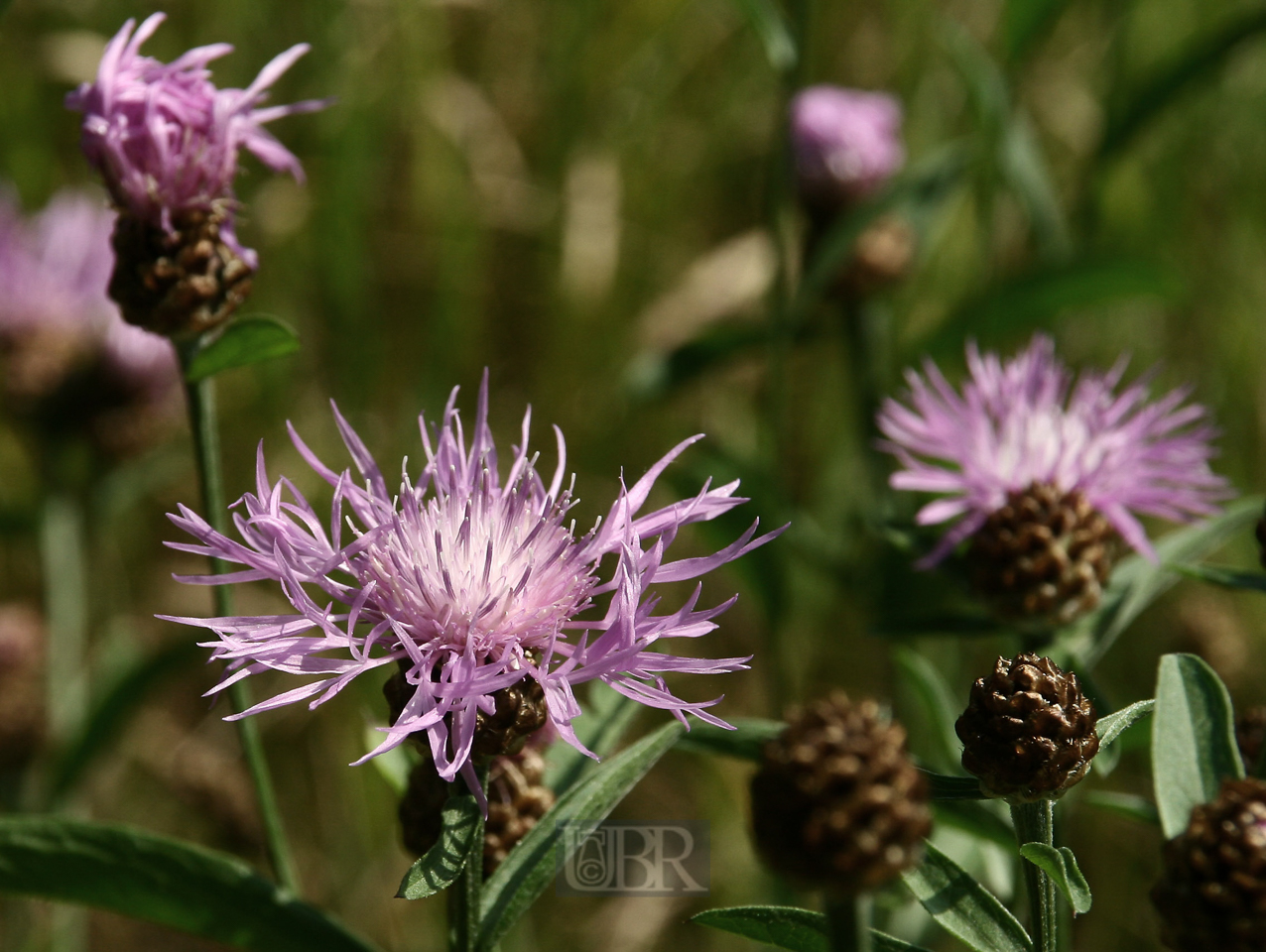 wiesen_flockenblume_juni
