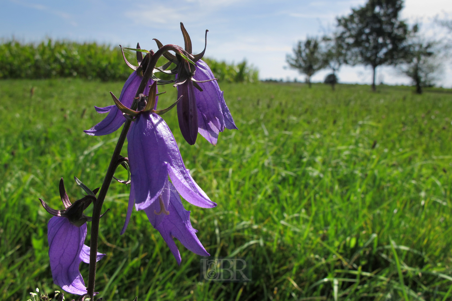 wiesen_glockenblume_g11