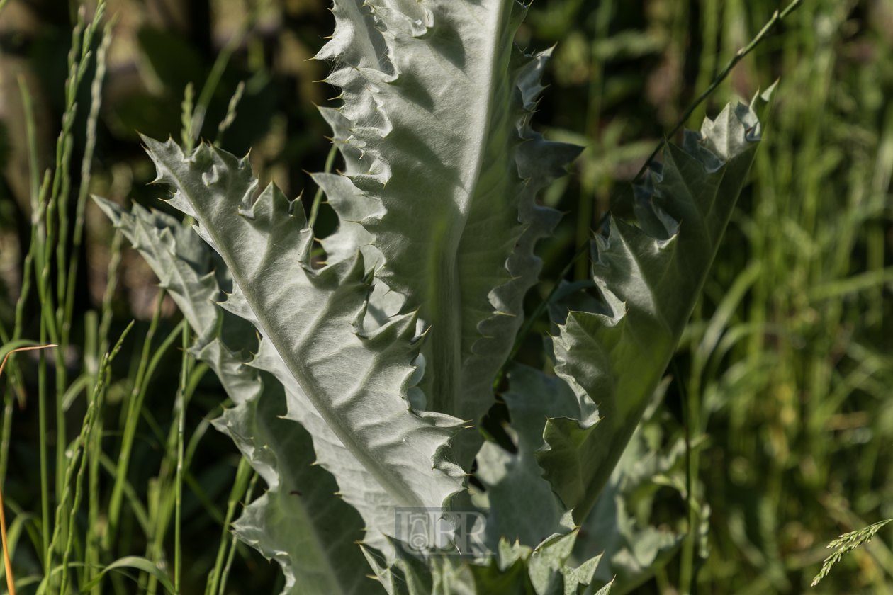 eseldistel_am_hammersee