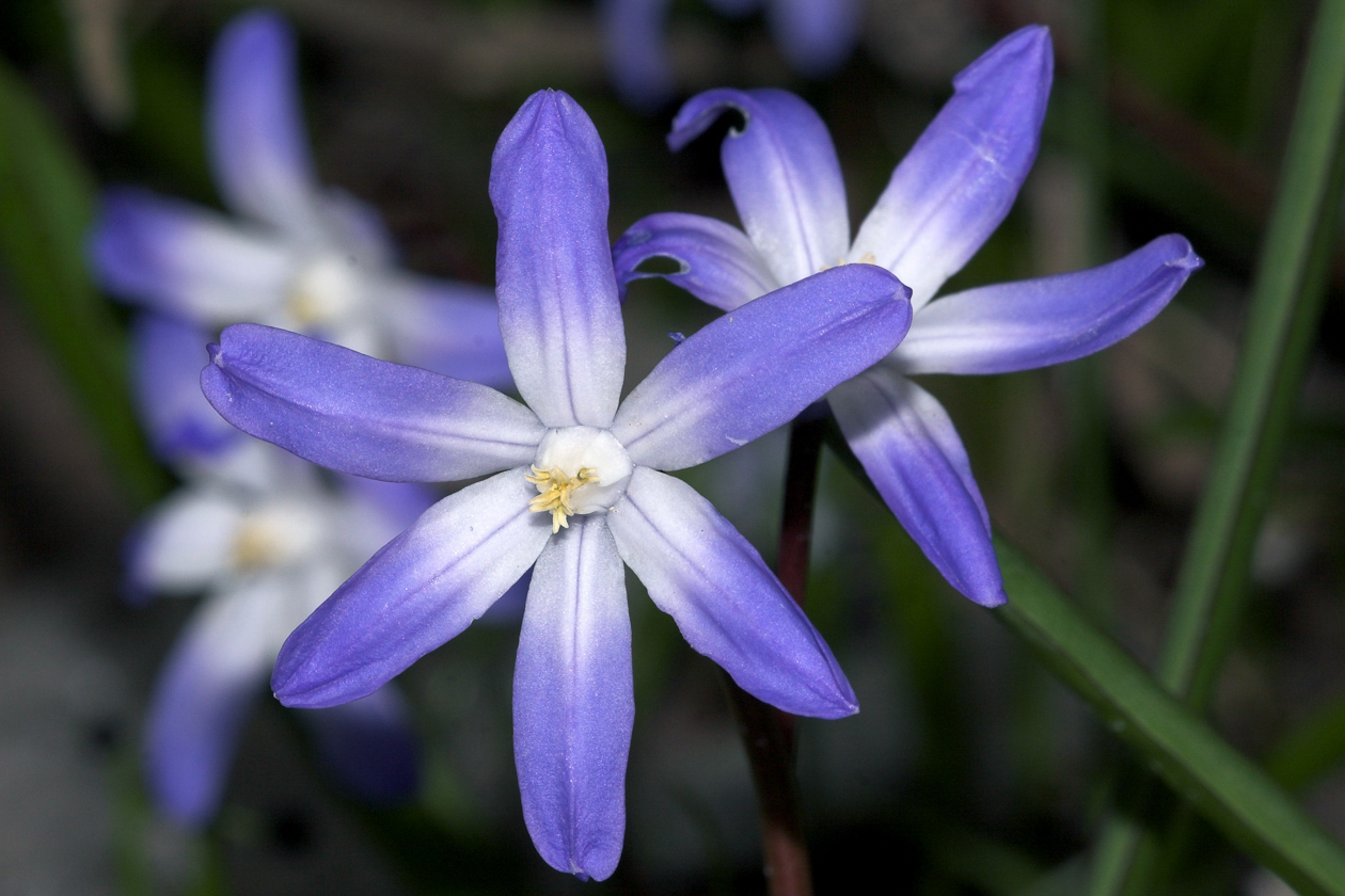 blumen_blau_postkarte_06