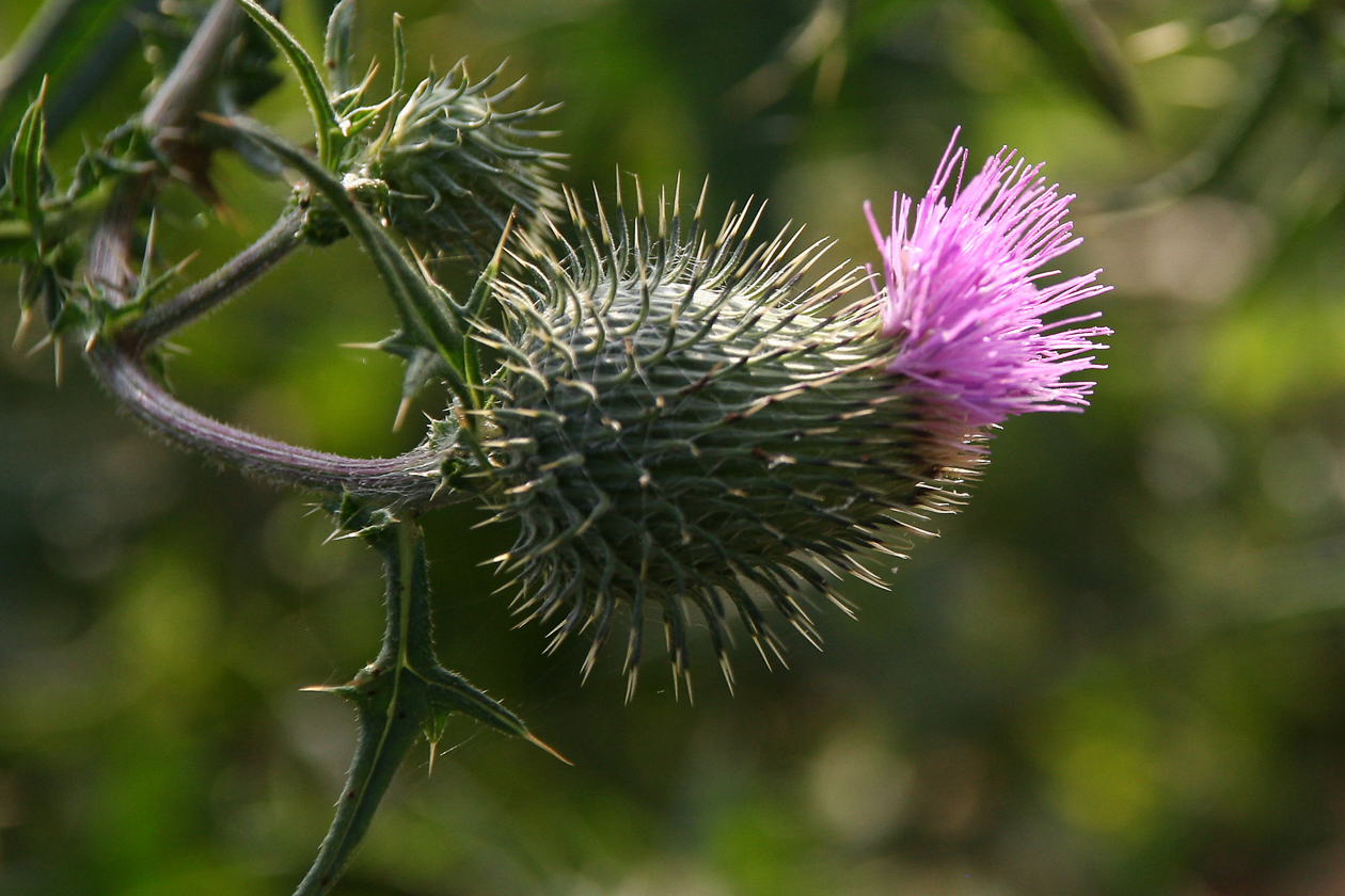 distel_bluete_oktober