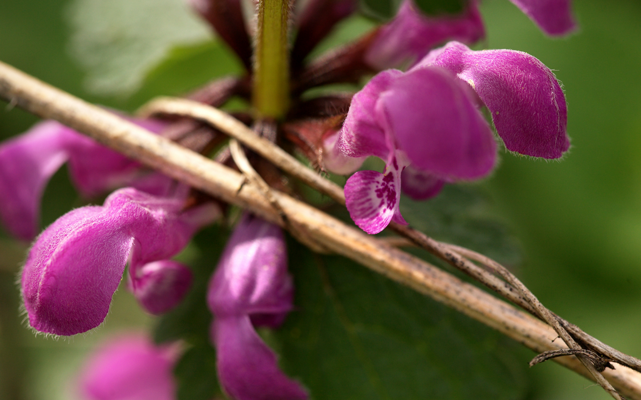 taubnessel_blueten_macro