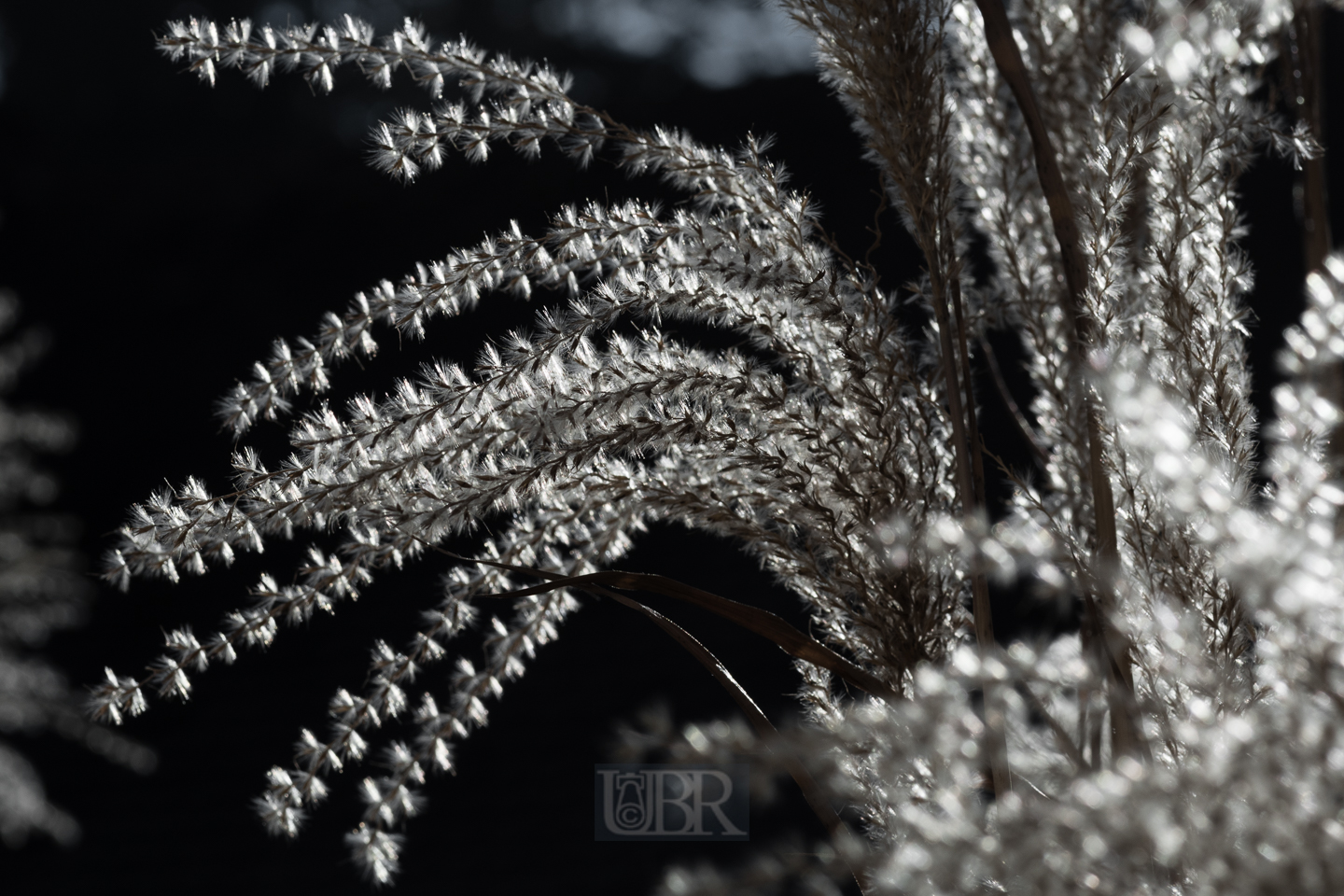 schilf_winter_2025_4