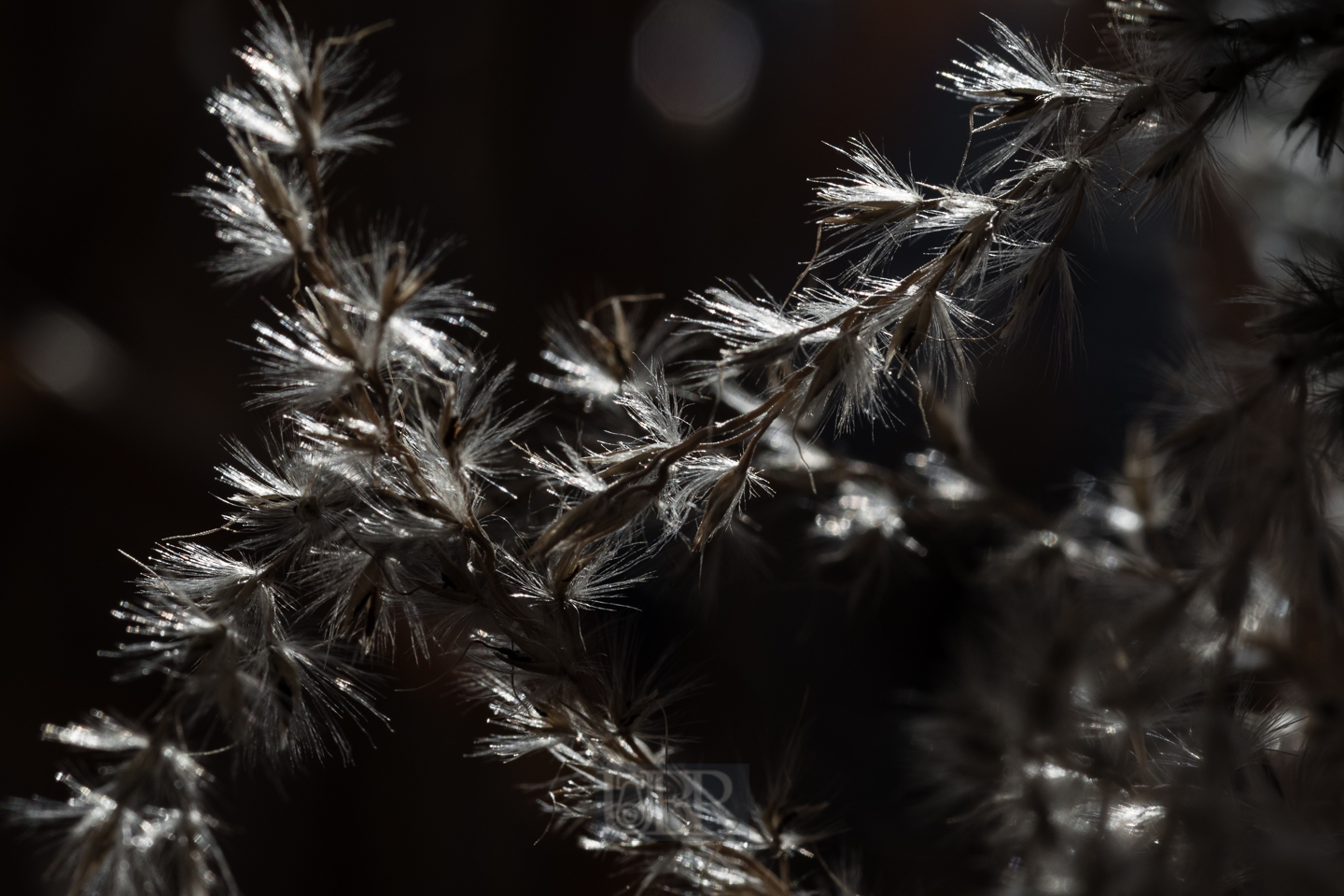 schilf_winter_2025_5
