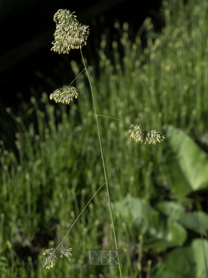wiesen_knaeuelgras_in_bluete_01