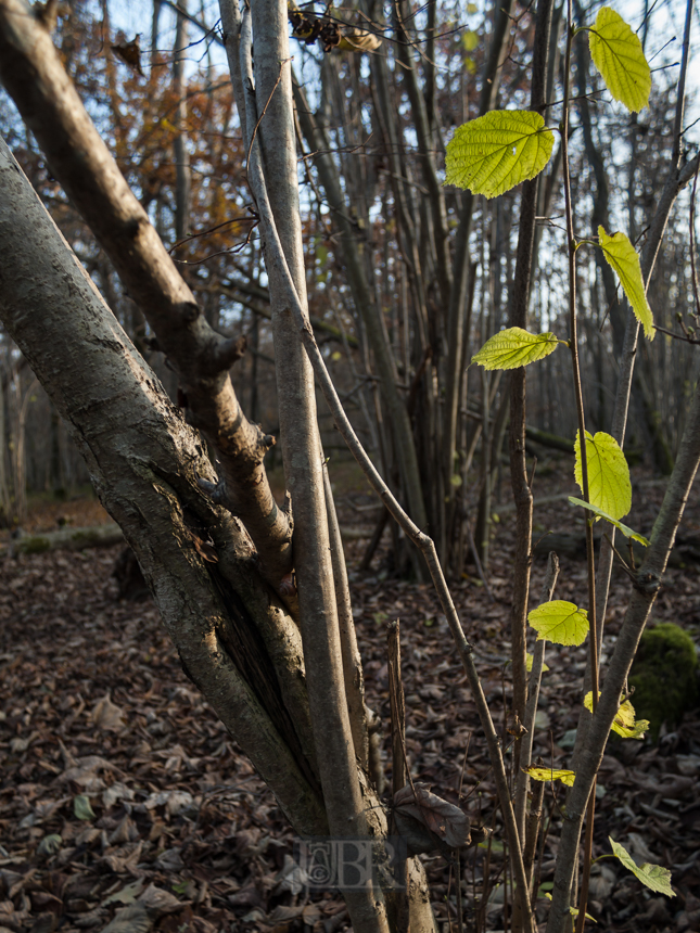 echinger_lohe_2018_herbst_03