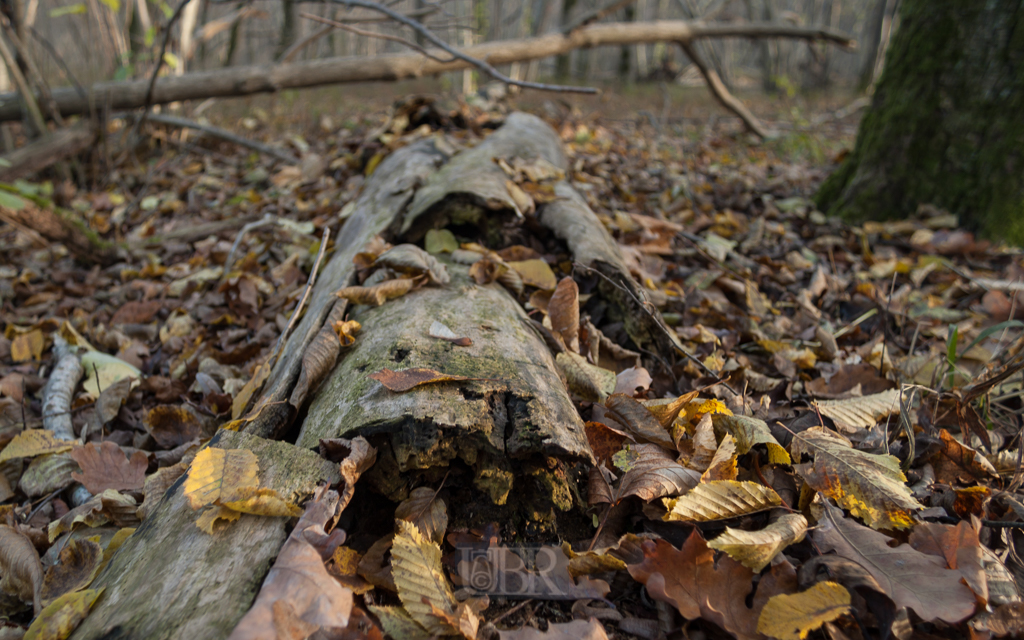 echinger_lohe_2018_herbst_08