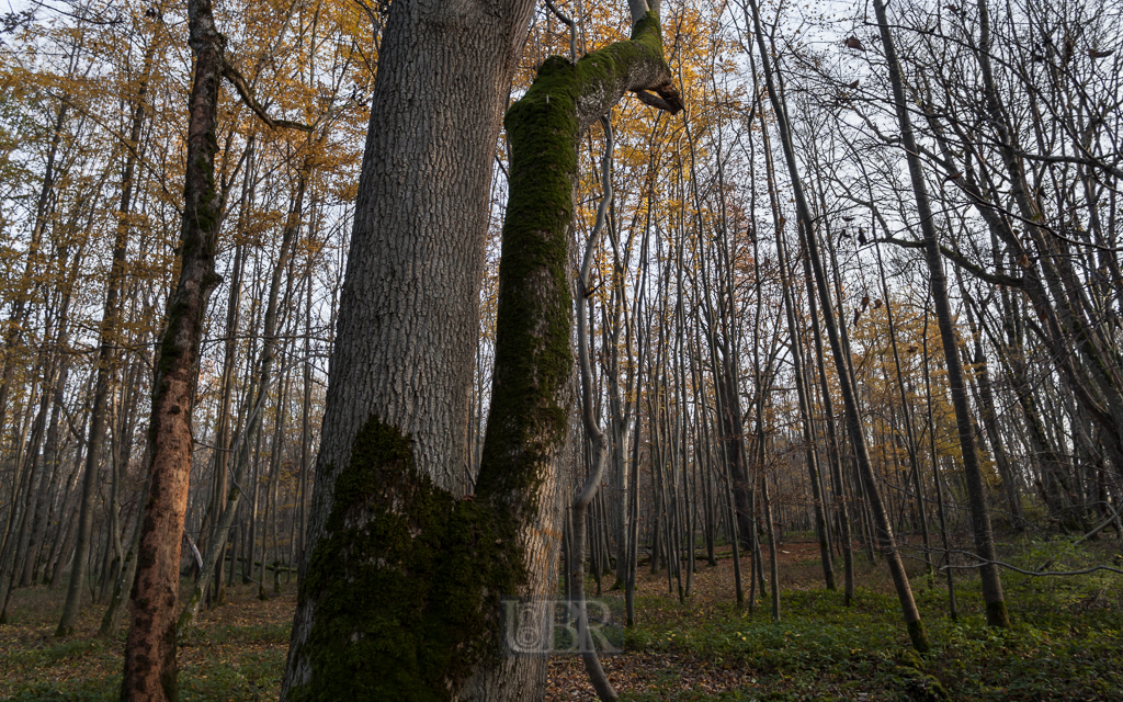 echinger_lohe_2018_herbst_17