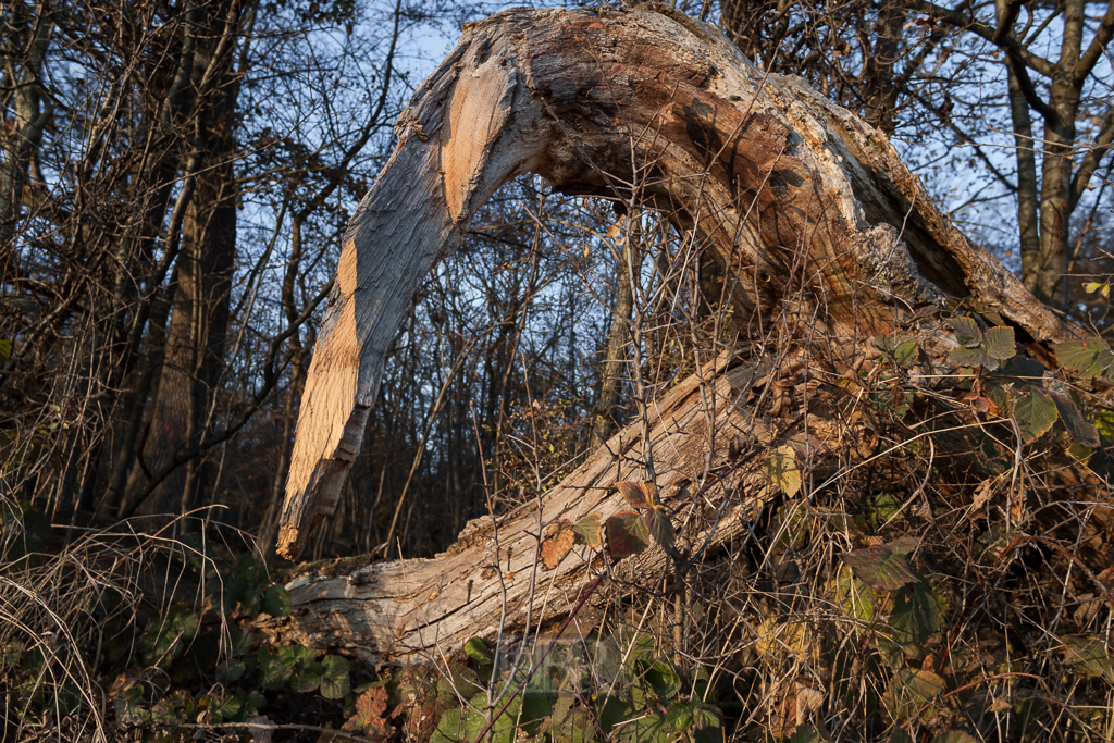 echinger_lohe_2018_herbst_18