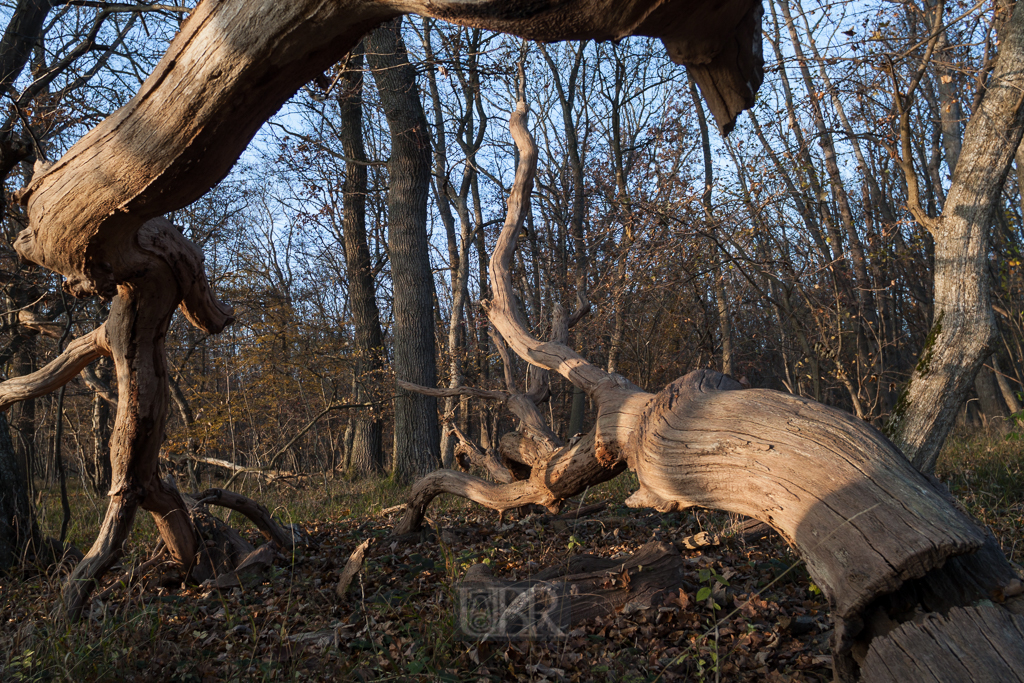 echinger_lohe_2018_herbst_23