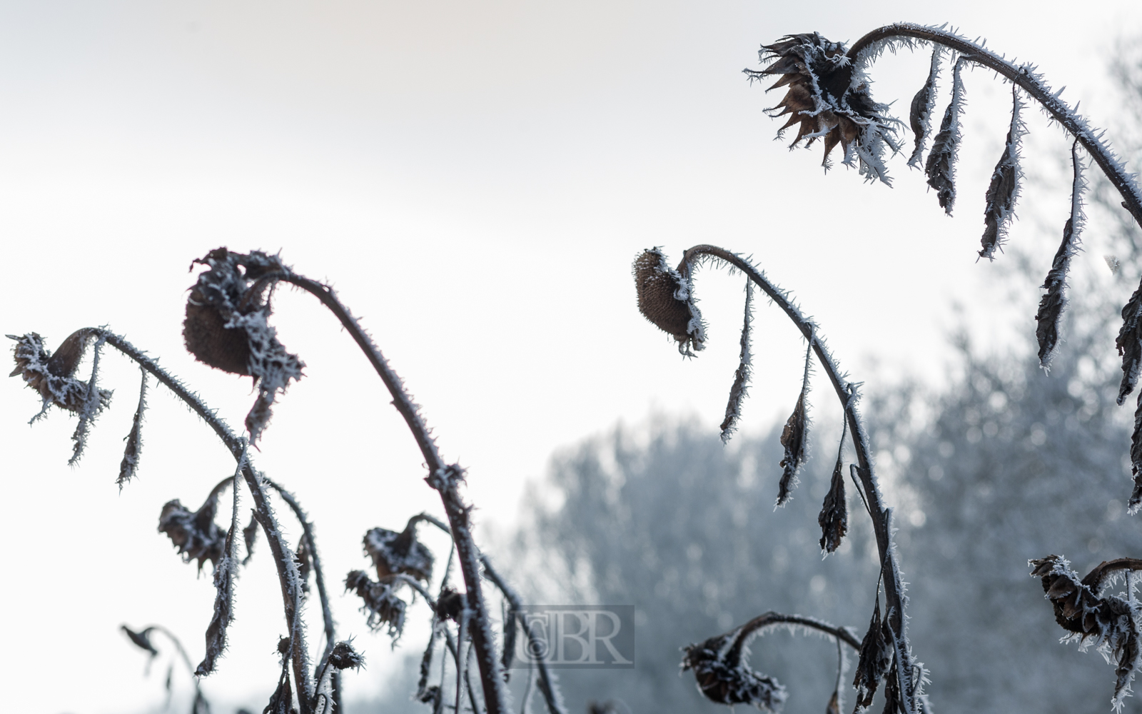 winterstarre_sonnenblumen_03