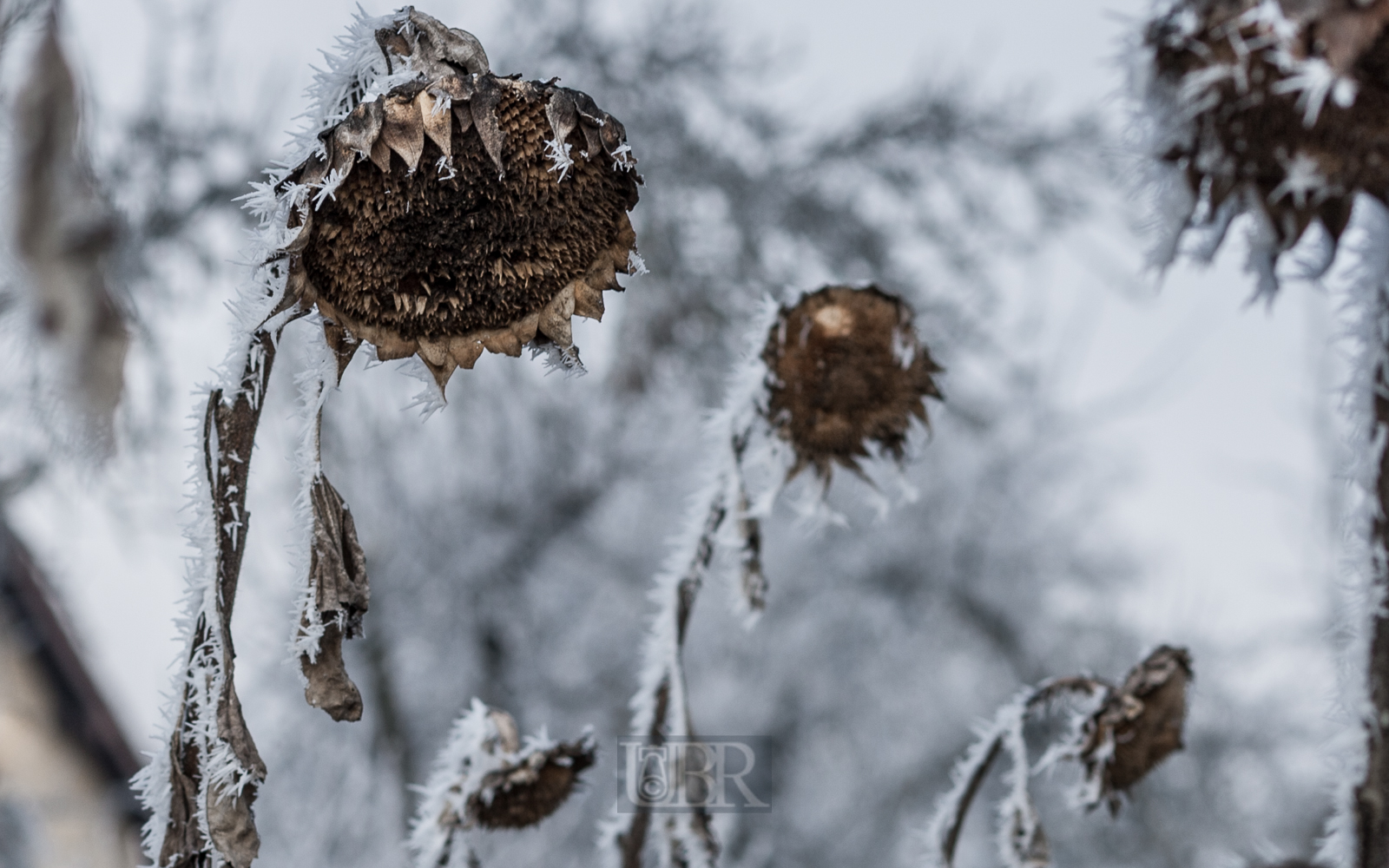 winterstarre_sonnenblumen_05