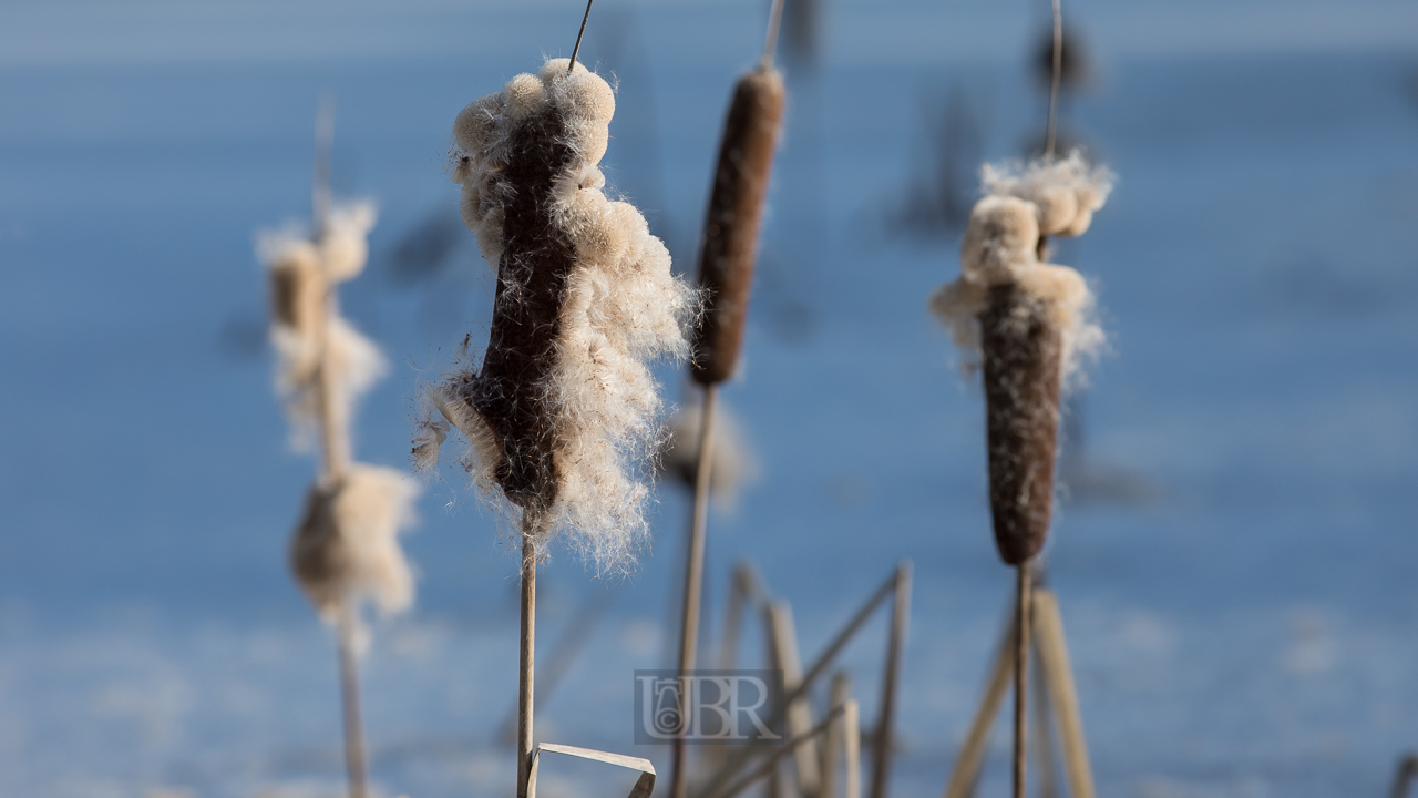 fischteich_im_eis_07