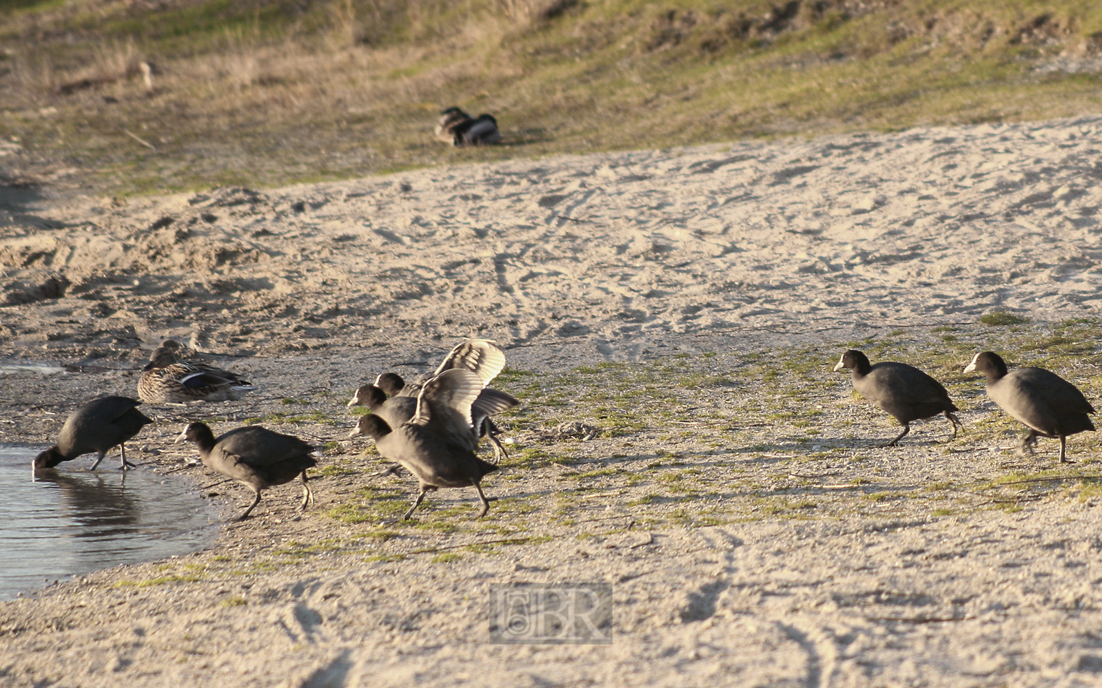 blesshuehner_am_wasser_02