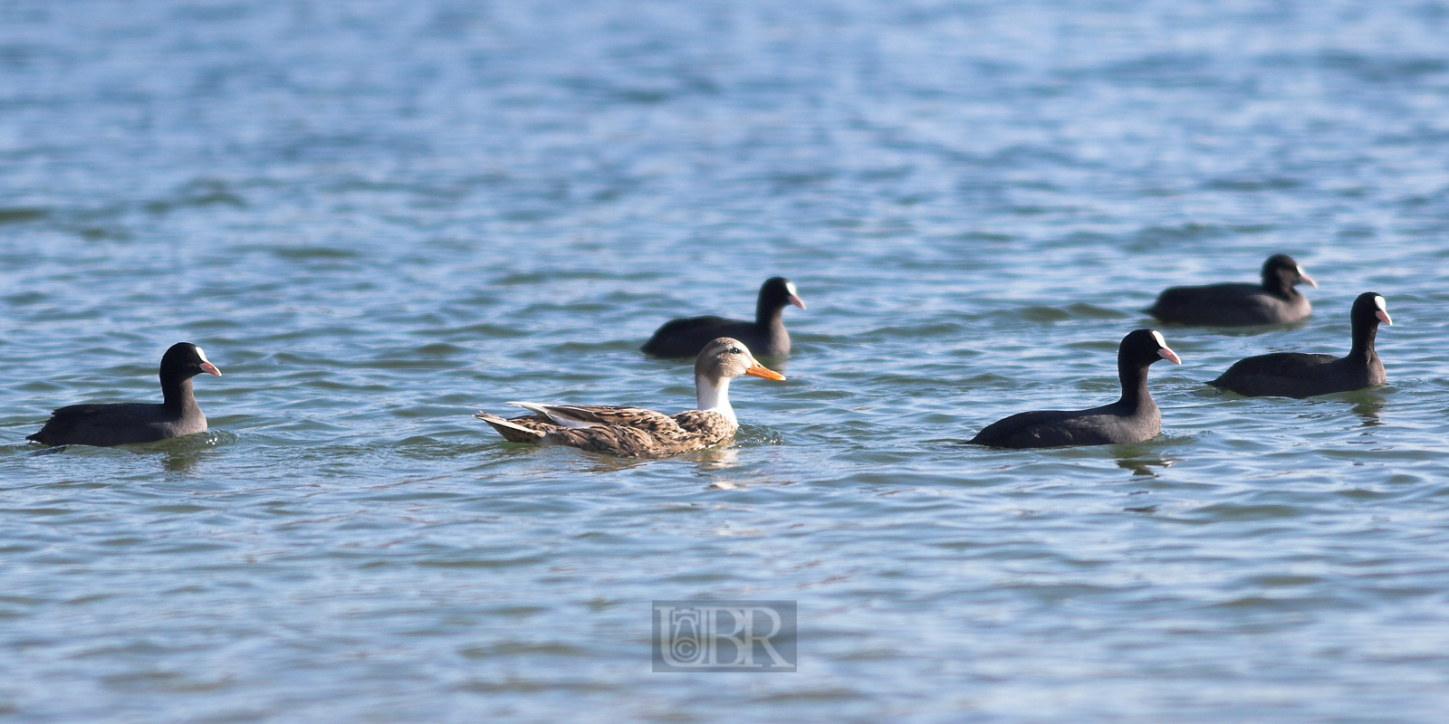 blesshuehner_mit_stockente