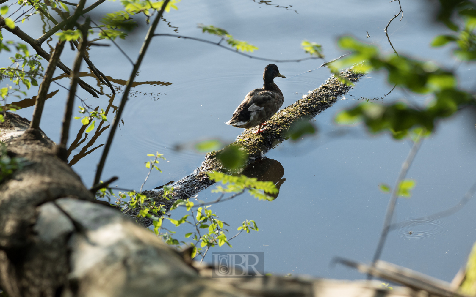 ente_hammersee_01