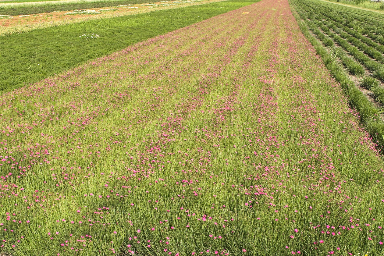 feld_blumen_mintraching