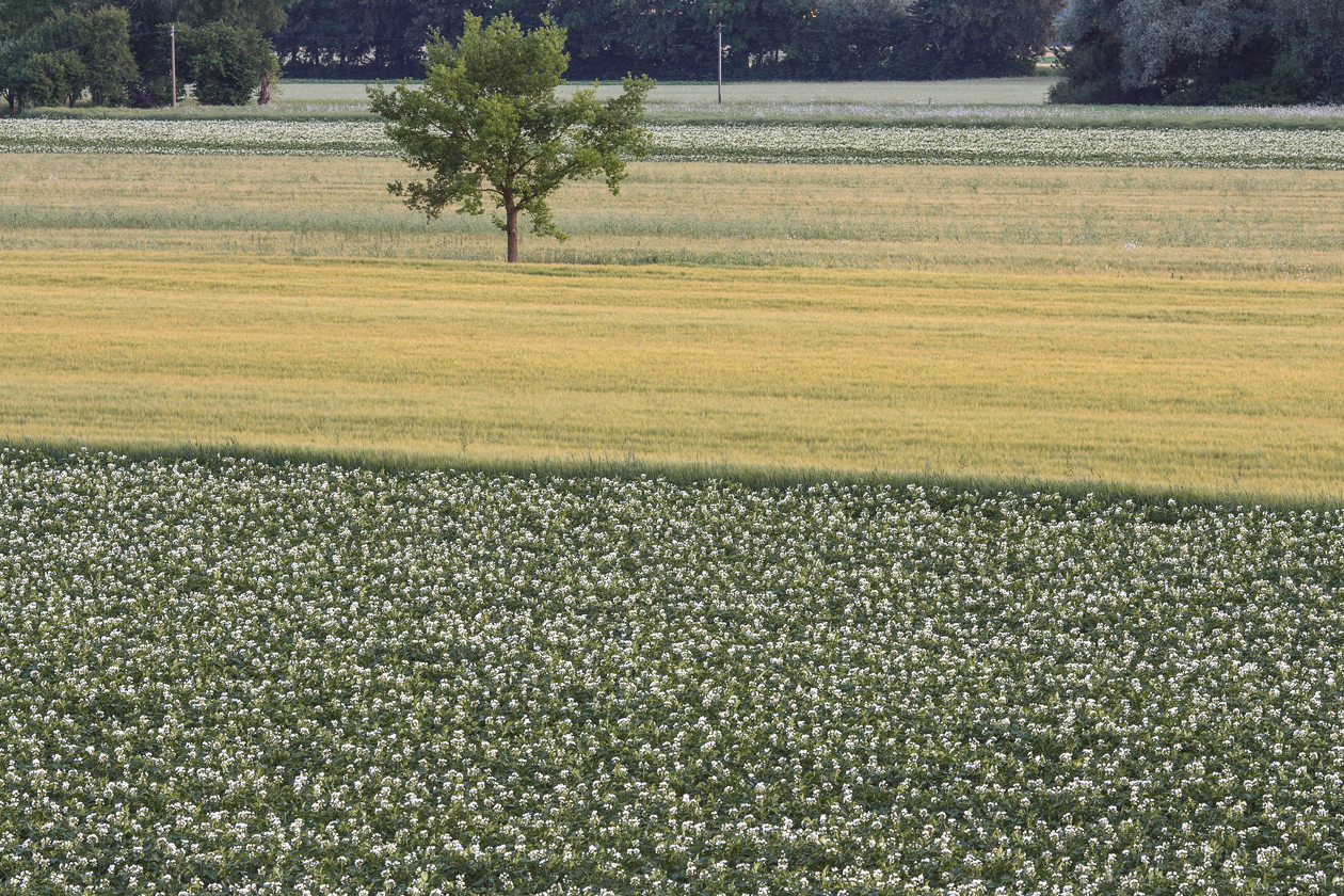 feld_mit_baum_neufahrn