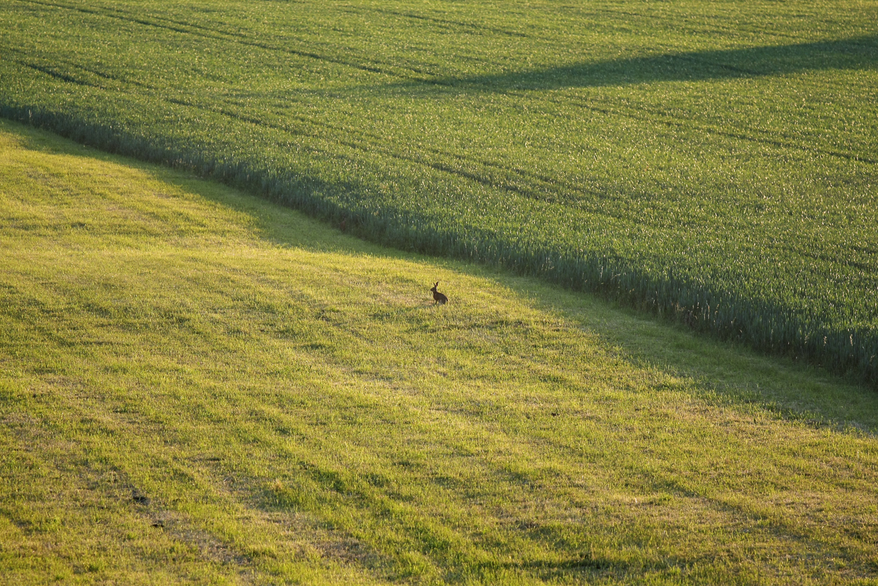 feld_mit_hase