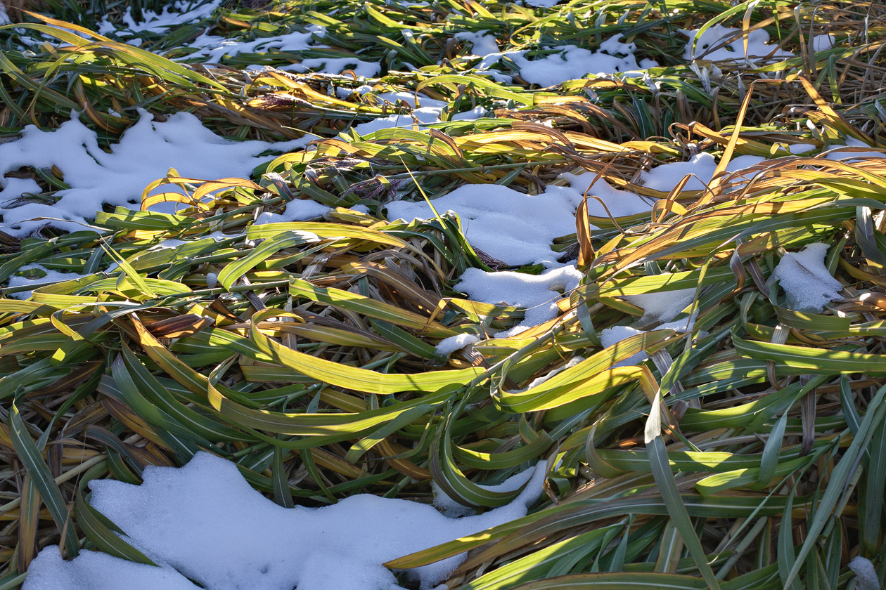 feld_mit_oktoberschnee