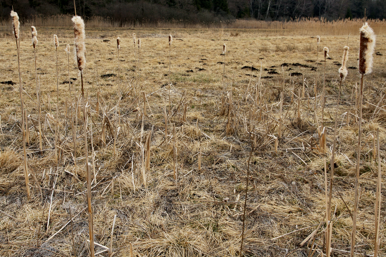 feld_pumpel_kolben