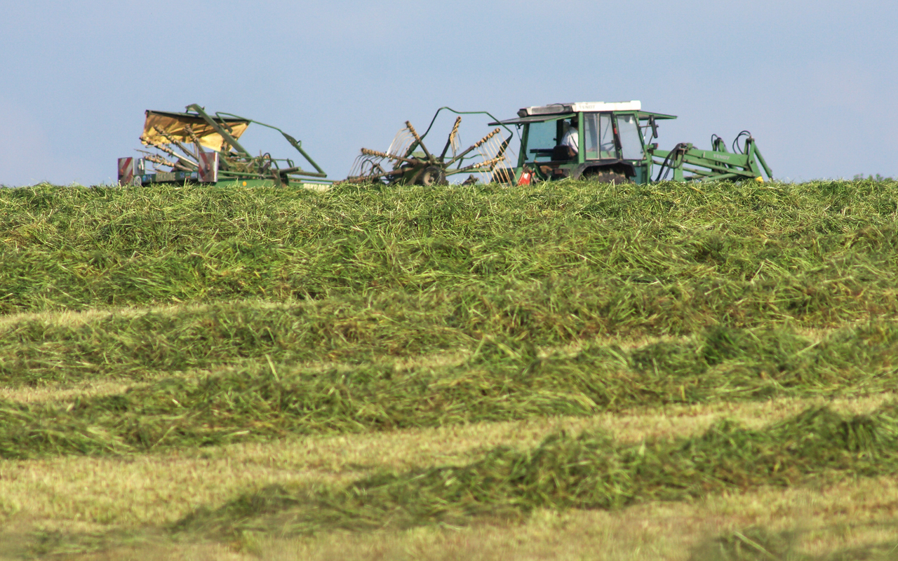 gras_wende_und_reihen