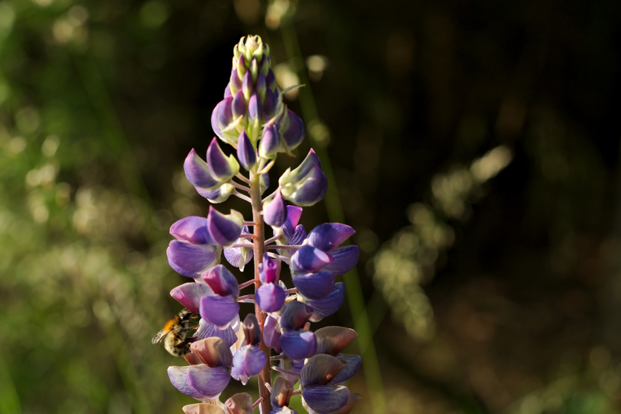 lupine_11