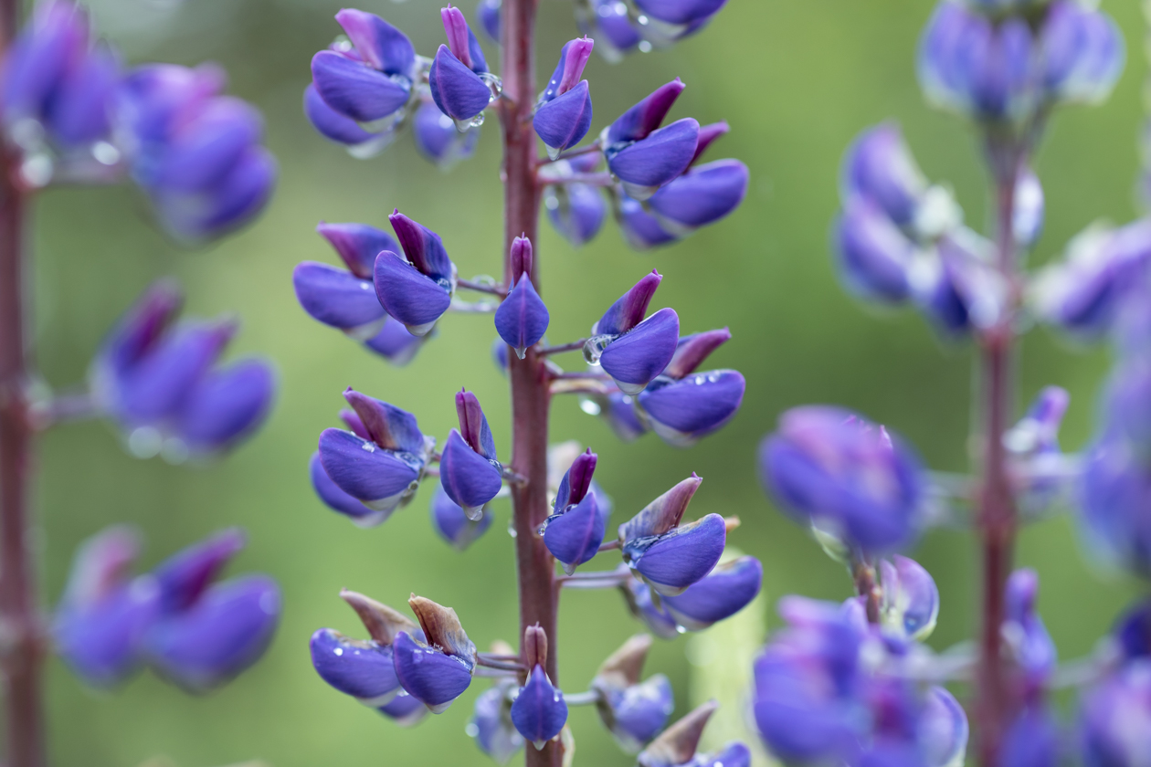 lupinen_heide_02